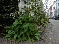 Nicotiana sylvestris 6, Witte trompettabak, Saxifraga-Ed Stikvoort : Deventer A900