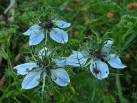 Nigella damascena 11, Juffertje-in-het-groen, Saxifraga-Ed Stikvoort