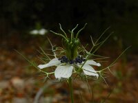 Nigella damascena 12, Juffertje-in-het-groen, Saxifraga-Ed Stikvoort : Vathi - Gidaki beach Ithaki s9900