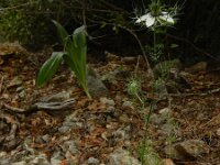 Nigella damascena 13, Juffertje-in-het-groen, Saxifraga-Ed Stikvoort : Vathi - Gidaki beach Ithaki s9900