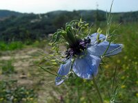 Nigella damascena 15, Juffertje-in-het-groen, Saxifraga-Ed Stikvoort