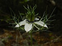 Nigella damascena 16, Juffertje-in-het-groen, Saxifraga-Ed Stikvoort : Vathi - Gidaki beach Ithaki s9900