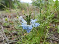 Nigella damascena 6, Juffertje-in-het-groen, Saxifraga-Rutger Barendse