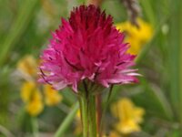 Nigritella bicolor 3, Saxifraga-Hans Dekker
