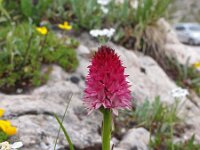 Nigritella bicolor 4, Saxifraga-Hans Dekker