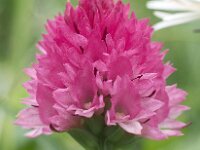 Nigritella buschmaniae 2, Saxifraga-Hans Dekker