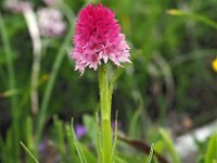 Nigritella buschmaniae 3, Saxifraga-Hans Dekker