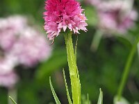 Nigritella buschmaniae 4, Saxifraga-Hans Dekker