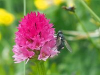 Nigritella buschmaniae 5, Saxifraga-Hans Dekker