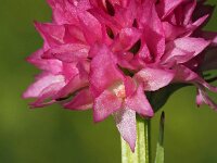 Nigritella buschmaniae 8, Saxifraga-Hans Dekker