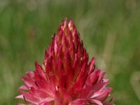 Nigritella corneliana 2, Saxifraga-Hans Dekker