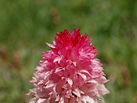 Nigritella corneliana 3, Saxifraga-Harry Jans
