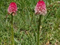 Nigritella corneliana 4, Saxifraga-Harry Jans