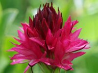 Nigritella hygrophila 2, Saxifraga-Hans Dekker