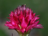Nigritella hygrophila 3, Saxifraga-Hans Dekker