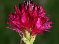 Nigritella hygrophila 4, Saxifraga-Hans Dekker