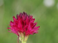 Nigritella hygrophila 5, Saxifraga-Hans Dekker