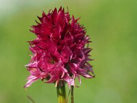 Nigritella hygrophila 7, Saxifraga-Hans Dekker