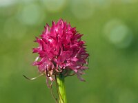 Nigritella hygrophila 8, Saxifraga-Hans Dekker