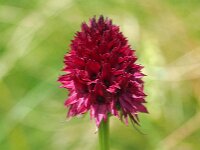 Nigritella rhellicani 12, Saxifraga-Hans Dekker