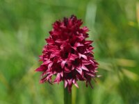 Nigritella rhellicani 16, Saxifraga-Hans Dekker