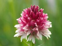 Nigritella rhellicani 17, Saxifraga-Hans Dekker