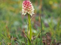 Nigritella rhellicani 18, Saxifraga-Hans Dekker