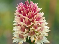 Nigritella rhellicani 19, Saxifraga-Hans Dekker