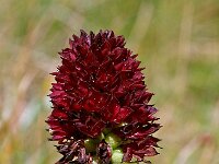 Nigritella rhellicani 2, Saxifraga-Hans Dekker