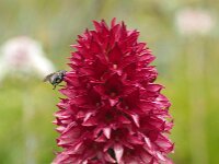 Nigritella rhellicani 20, Saxifraga-Hans Dekker