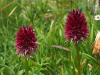 Nigritella rhellicani 22, Saxifraga-Hans Dekker