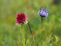 Nigritella rhellicani 23, Saxifraga-Hans Dekker