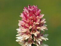 Nigritella rhellicani 25, Saxifraga-Hans Dekker
