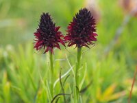 Nigritella rhellicani 27, Saxifraga-Hans Dekker