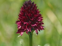 Nigritella rhellicani 28, Saxifraga-Hans Dekker