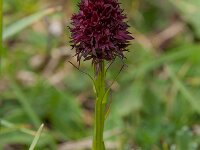 Nigritella rhellicani 29, Saxifraga-Harry Jans