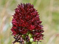 Nigritella rhellicani 3, Saxifraga-Hans Dekker