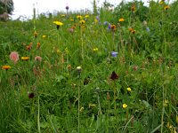 Nigritella rhellicani 5, Saxifraga-Hans Dekker