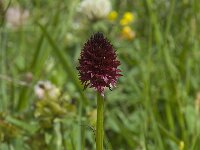 Nigritella rhellicani 7, Saxifraga-Willem van Kruijsbergen