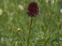 Nigritella rhellicani 8, Saxifraga-Willem van Kruijsbergen