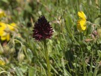 Nigritella rhellicani 9, Saxifraga-Willem van Kruijsbergen