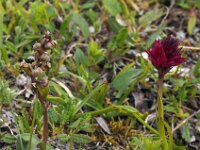 Nigritella runei 10, Saxifraga-Hans Dekker
