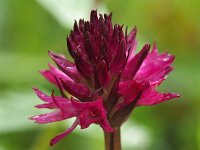 Nigritella runei 2, Saxifraga-Hans Dekker