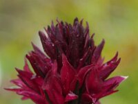 Nigritella runei 3, Saxifraga-Hans Dekker