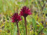 Nigritella runei 4, Saxifraga-Hans Dekker