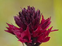Nigritella runei 5, Saxifraga-Hans Dekker