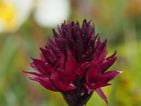 Nigritella runei 6, Saxifraga-Hans Dekker