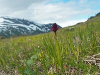 Nigritella runei 7, Saxifraga-Hans Dekker