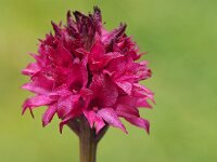Nigritella runei 8, Saxifraga-Hans Dekker