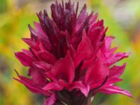 Nigritella runei 9, Saxifraga-Hans Dekker